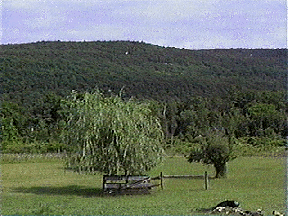 [View from the farm]