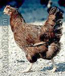 [photo: Rhode Island Red hen]