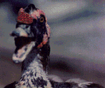 [Photo of a Muscovy duck]