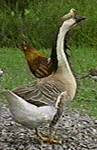 [Photo of a Brown China gander]