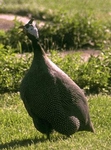 [Photo of a Guinea Fowl]
