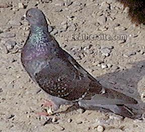 [A photo of the street pigeon Pidge]